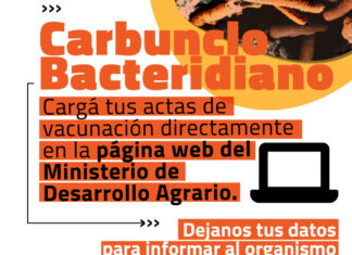 Carbunclo: novedades para la carga de actas de vacunación