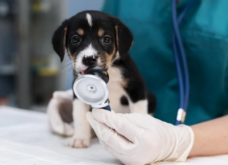 Día del Veterinario: Radiografía de una profesión en crecimiento