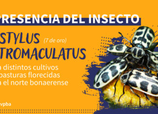 Presencia del insecto Astylus atromaculatus y su impacto en la ganadería