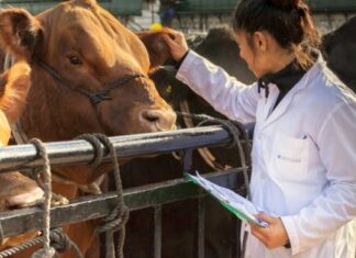 Nuevo Sistema de Pago para Veterinarios de Registro: Cumplimiento del Decreto Ministerial