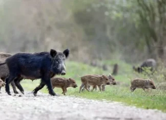 Advierten que el jabalí europeo genera pérdidas millonarias y riesgos sanitarios en la provincia