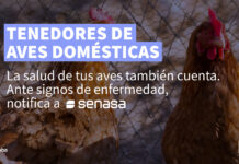 Influenza Aviar | Tenedores de aves domésticas