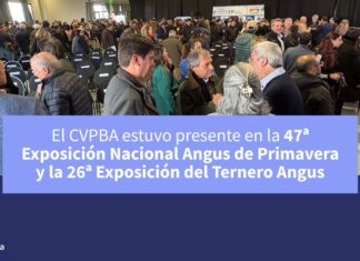 CVPBA: 47ª Exposición Nacional Angus de Primavera y la 26ª Exposición del Ternero Angus